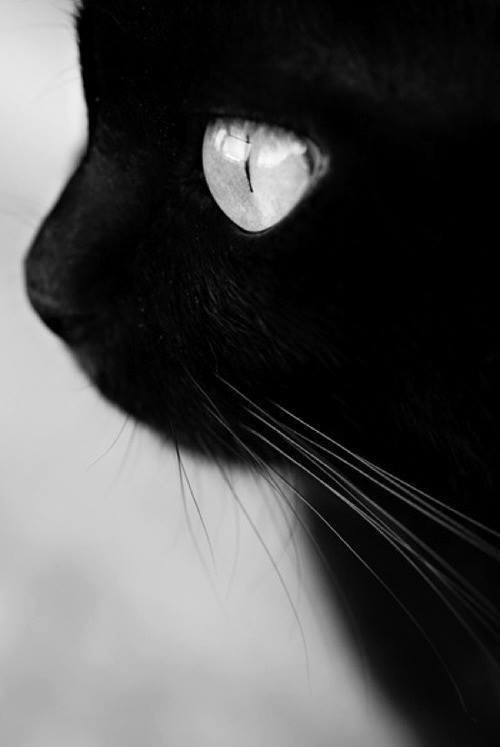 Archillect ID 51442