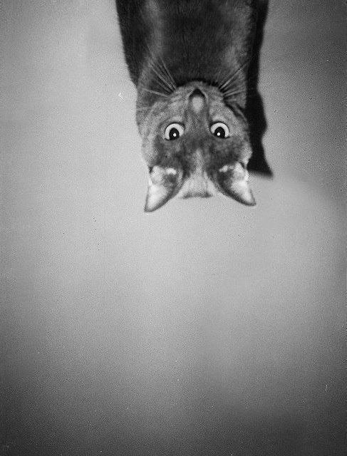 Archillect ID 51919