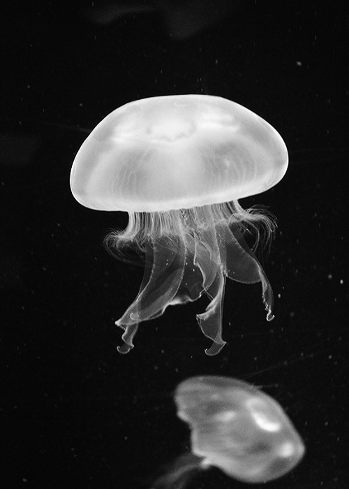 Archillect ID 52597