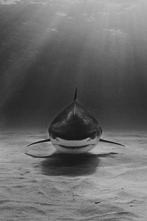 Archillect ID 53136