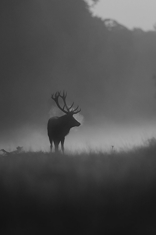 Archillect ID 53885