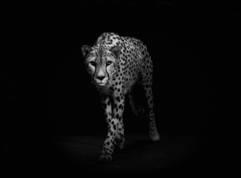 Archillect ID 55070