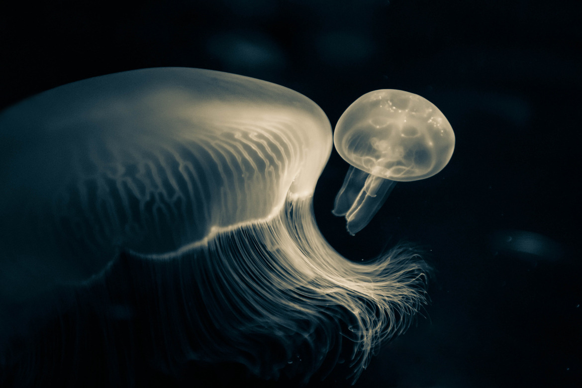 Archillect ID 55530