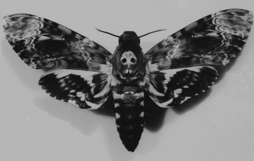 Archillect ID 55549