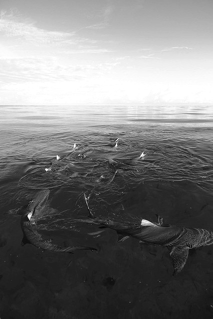 Archillect ID 55560