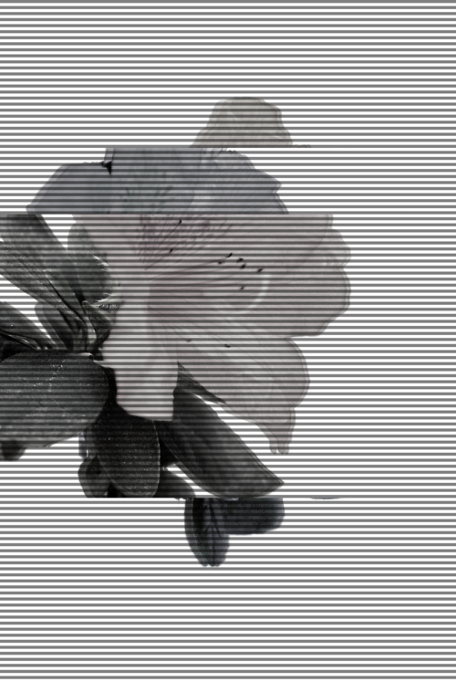 Archillect ID 56987