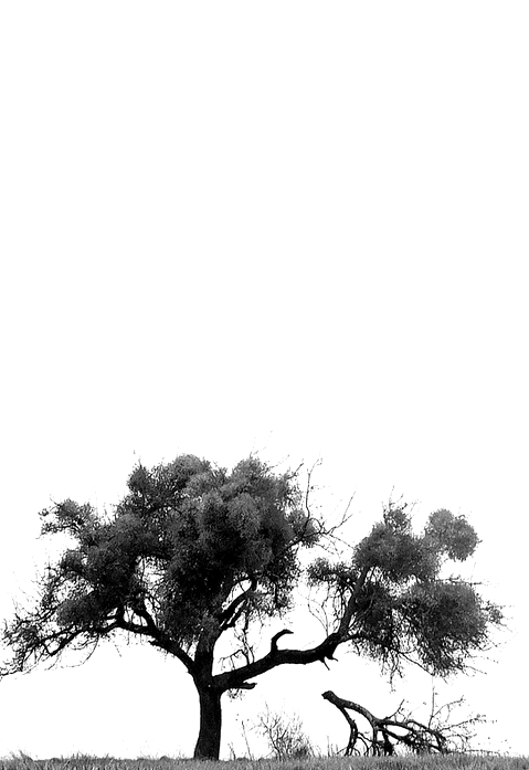 Archillect ID 58419