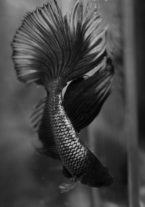 Archillect ID 59026