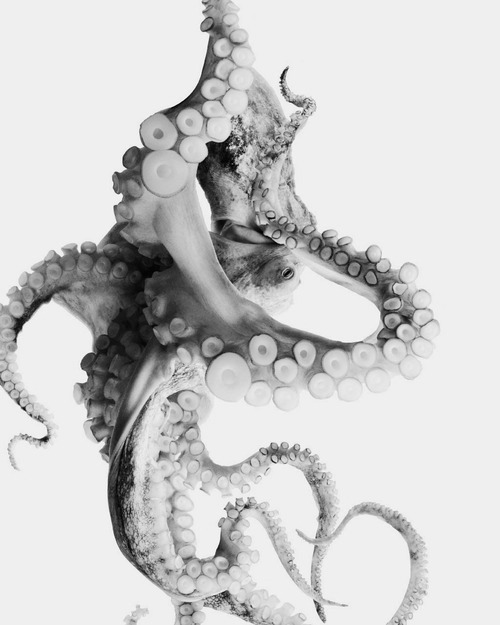 Archillect ID 59584