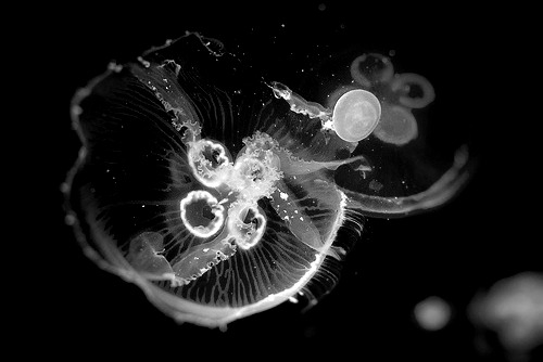 Archillect ID 63623