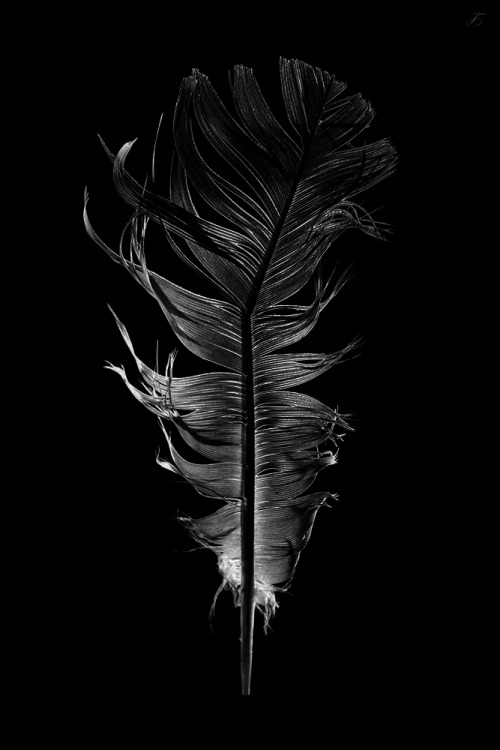 Archillect ID 66309
