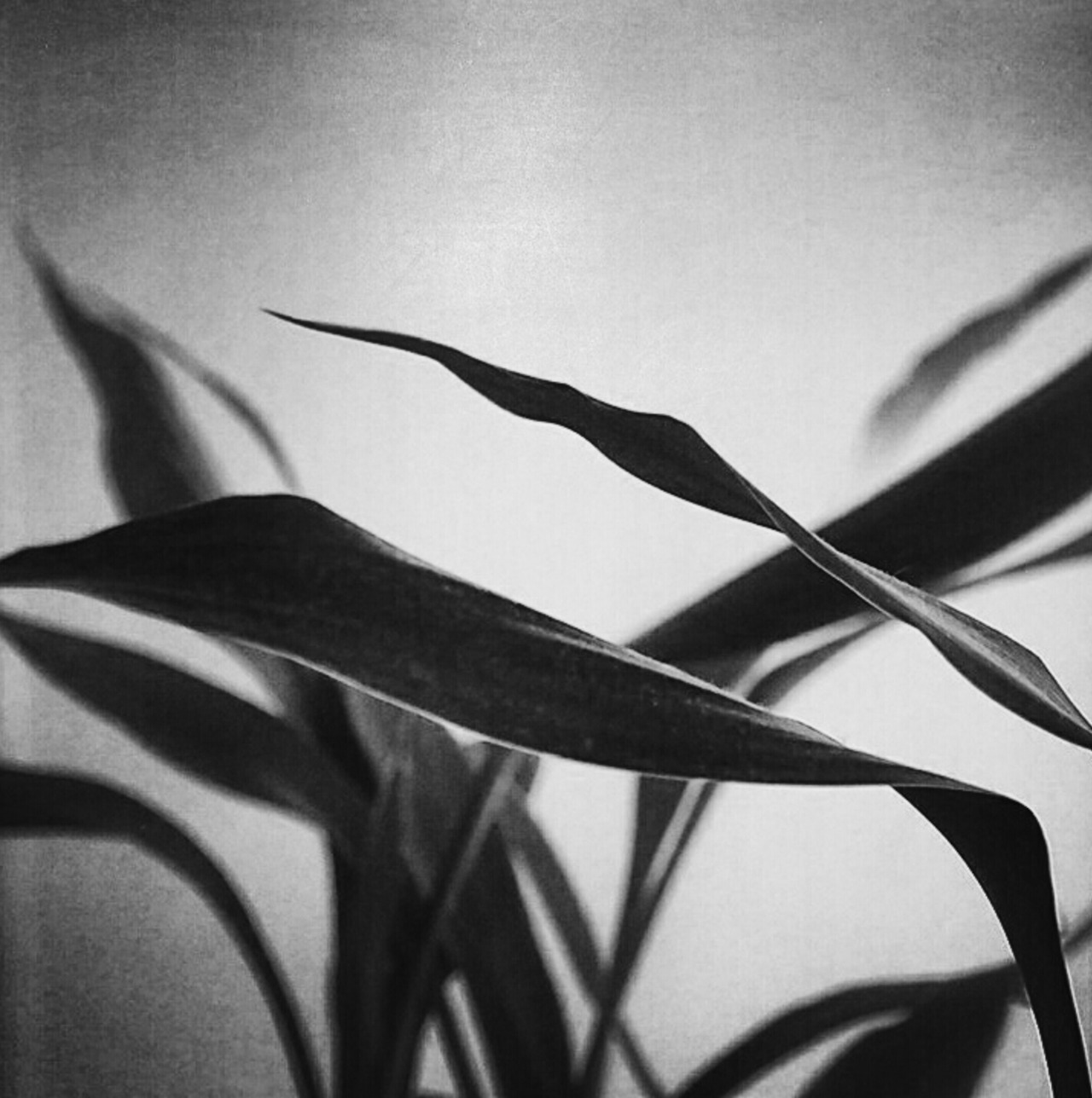 Archillect ID 68201