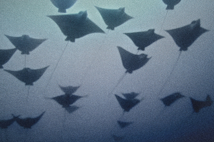 Archillect ID 70895