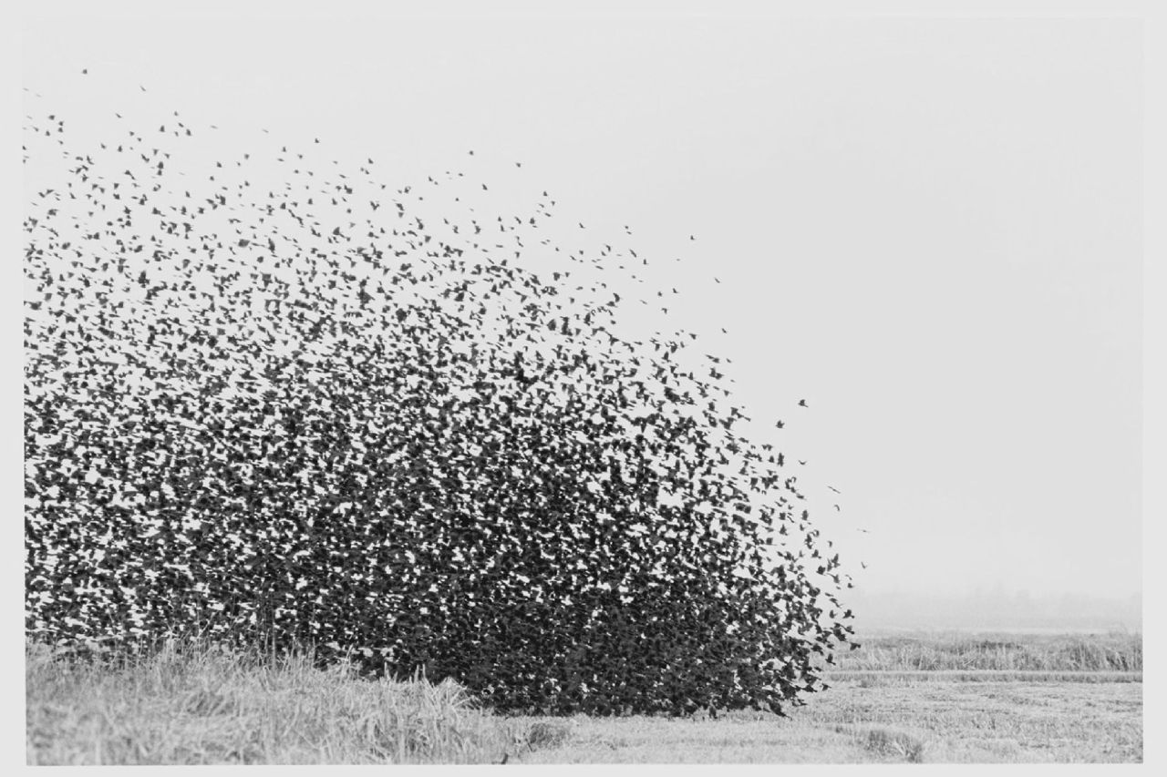 Archillect ID 72569