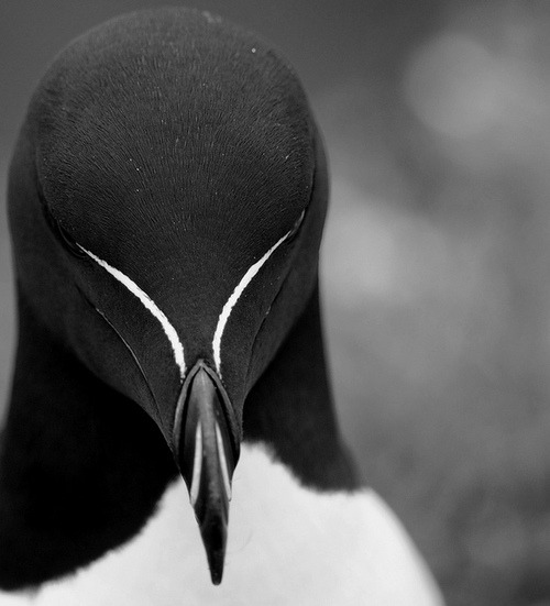 Archillect ID 73878