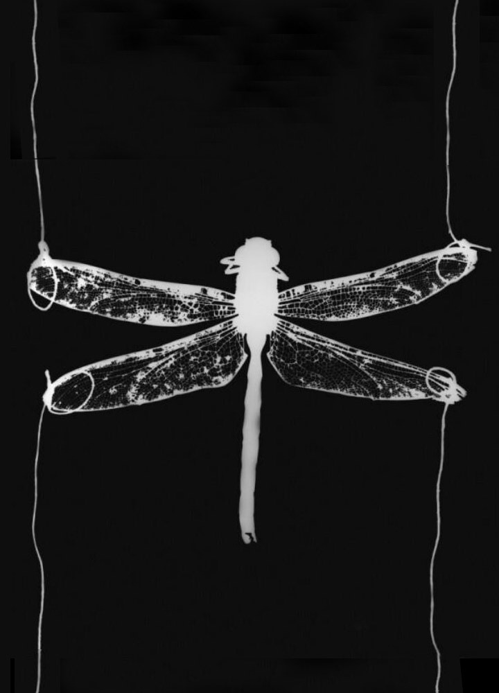 Archillect ID 74721