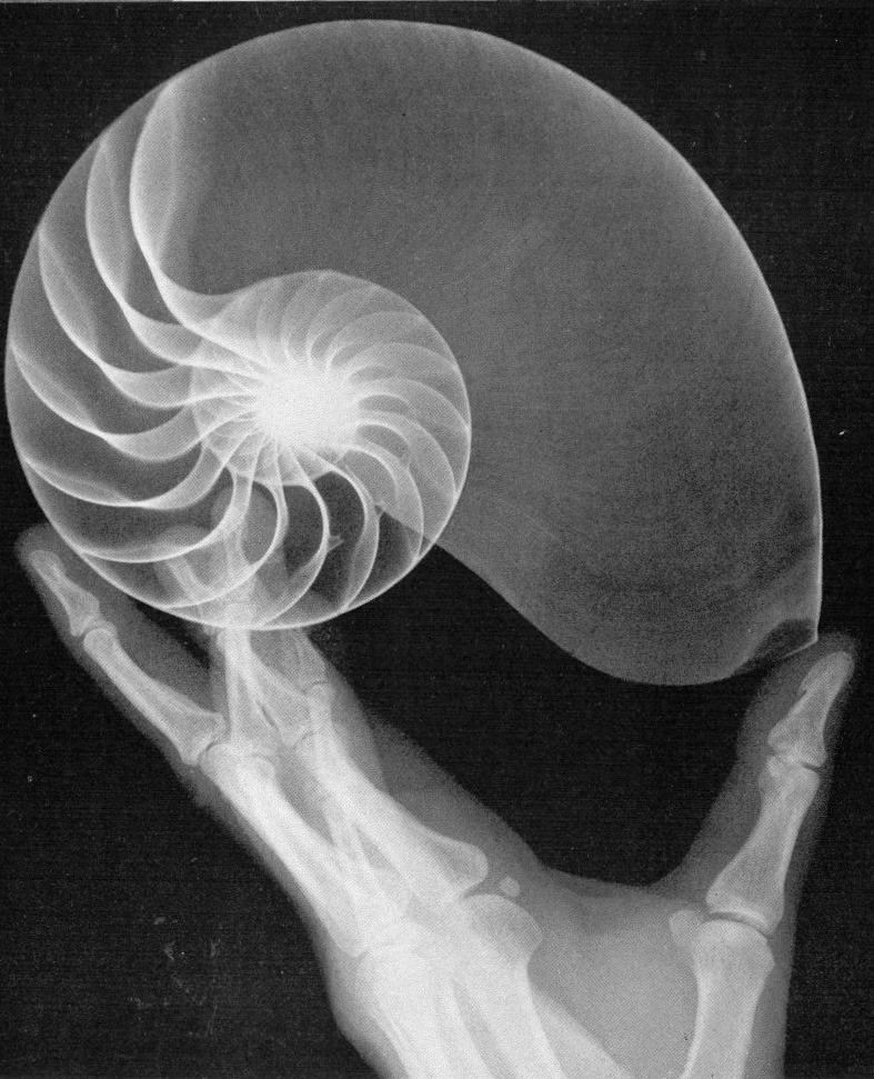 Archillect ID 76917