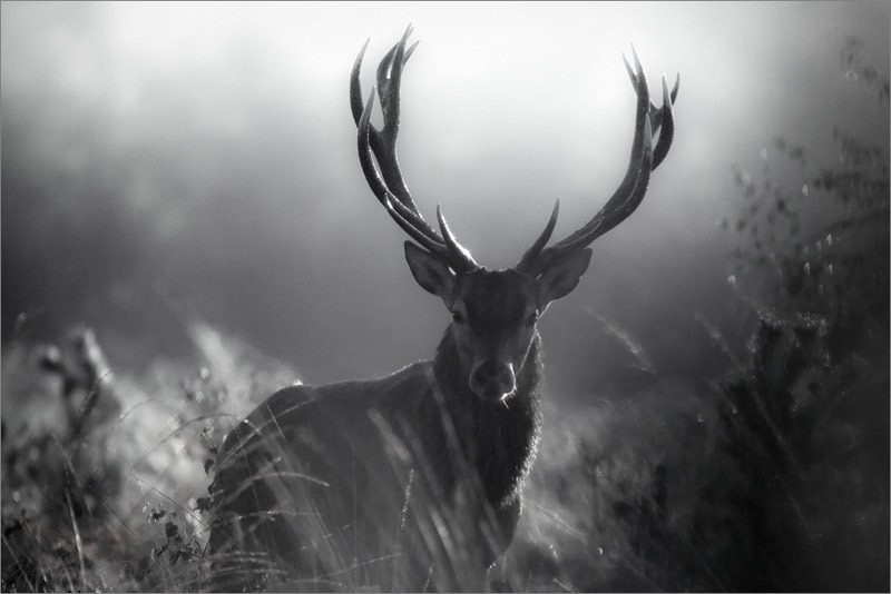 Archillect ID 77402
