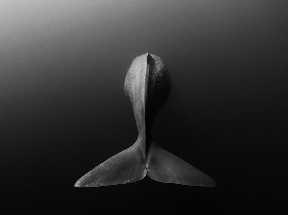Archillect ID 78871