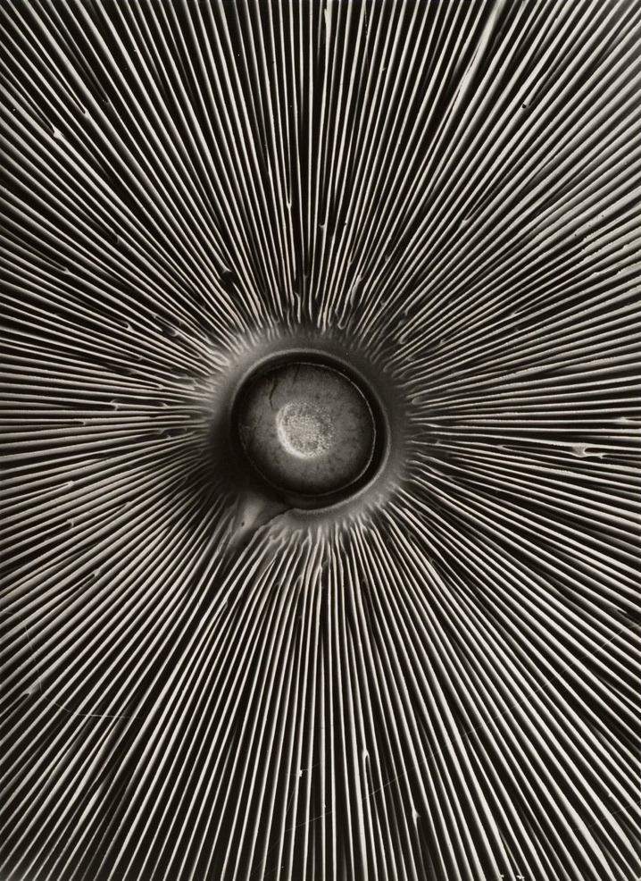 Archillect ID 79226