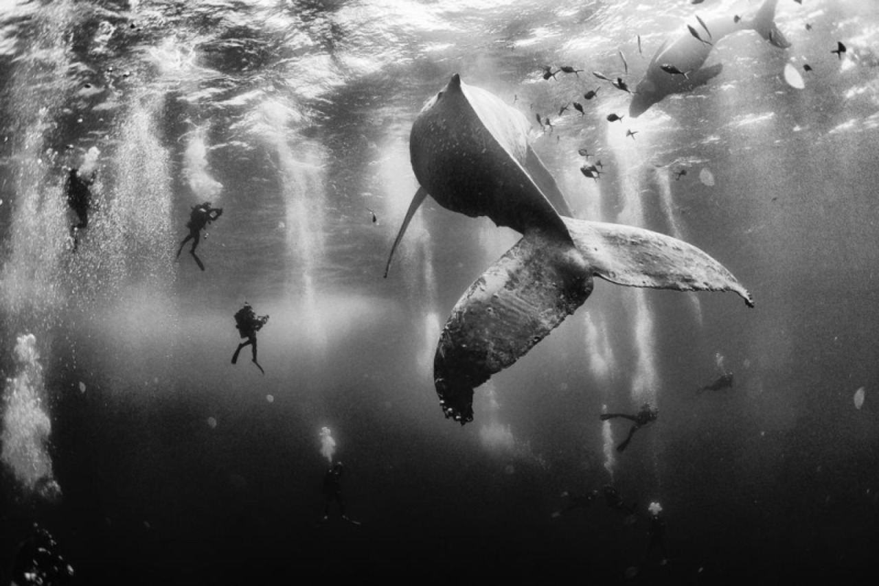Archillect ID 80366