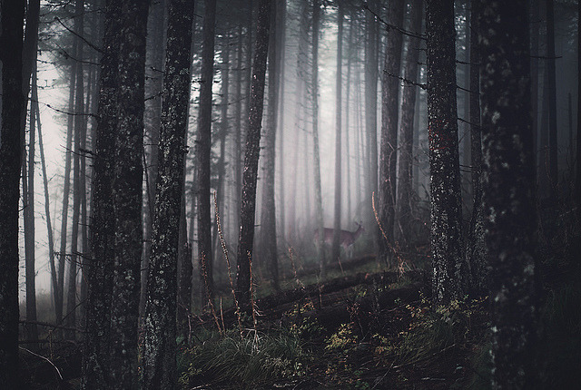 Archillect ID 80770