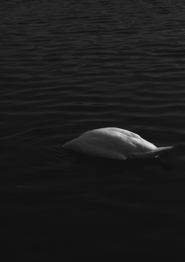 Archillect ID 80850