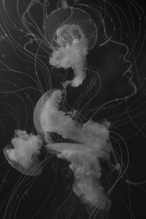 Archillect ID 81029