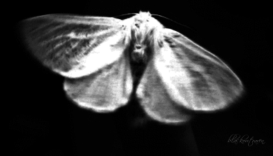 Archillect ID 81088
