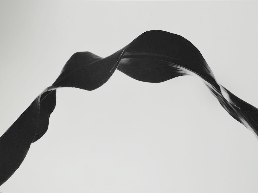 Archillect ID 81944