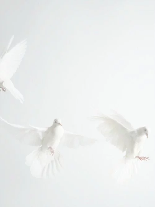 Archillect ID 84294
