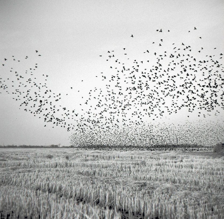 Archillect ID 85494
