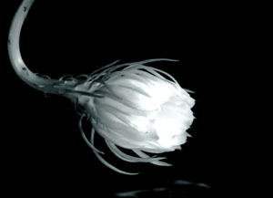 Archillect ID 86541