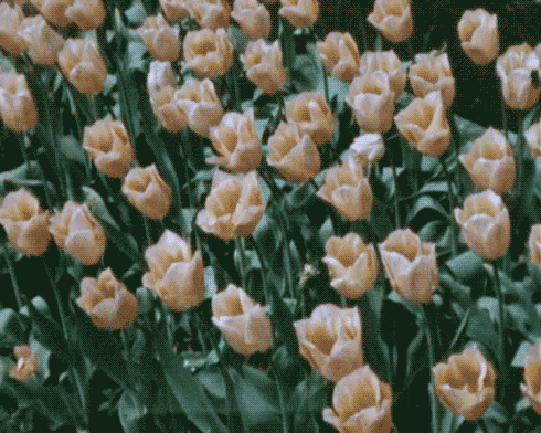 Archillect ID 90624