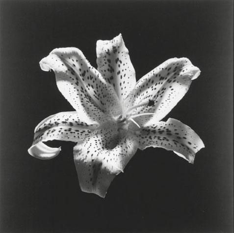 Archillect ID 93119