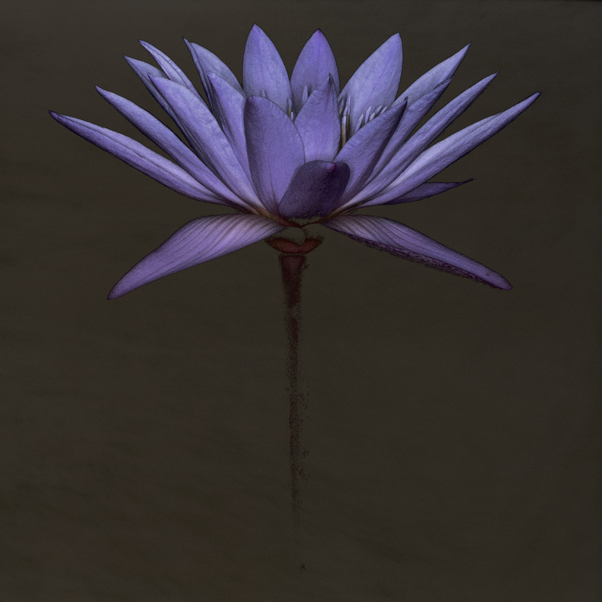 Archillect ID 93452