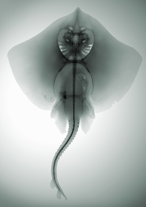 Archillect ID 94999