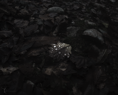 Archillect ID 95526