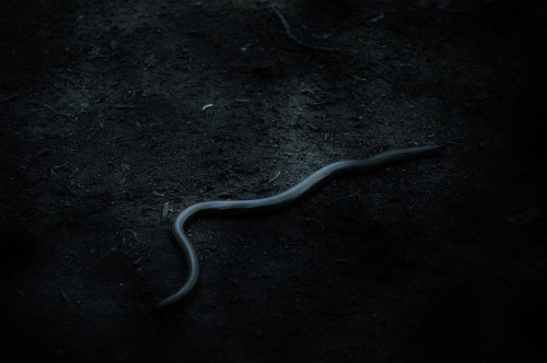 Archillect ID 96353