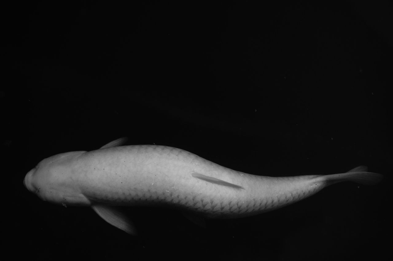 Archillect ID 96700