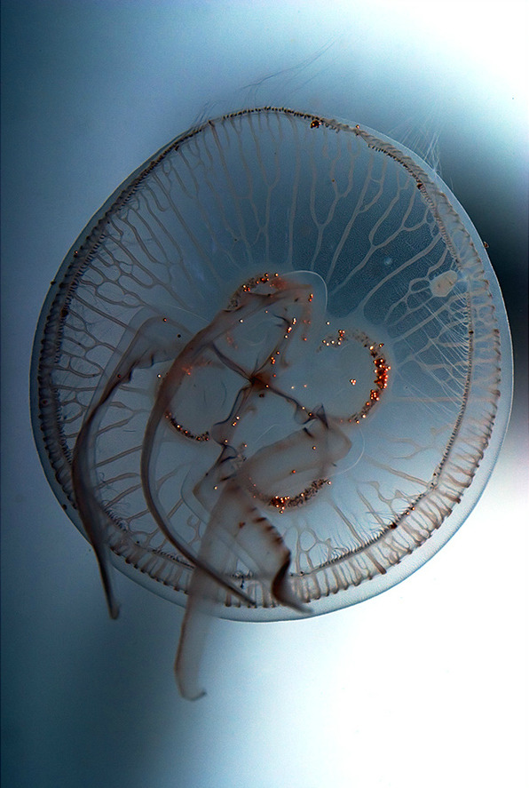 Archillect ID 97229