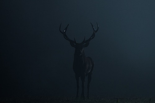 Archillect ID 97565