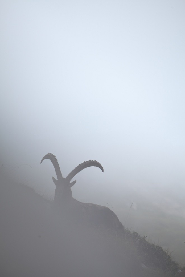 Archillect ID 100529