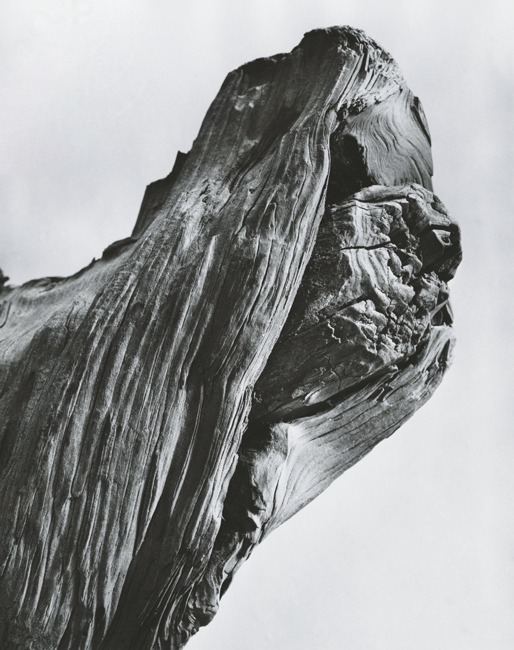 Archillect ID 100752