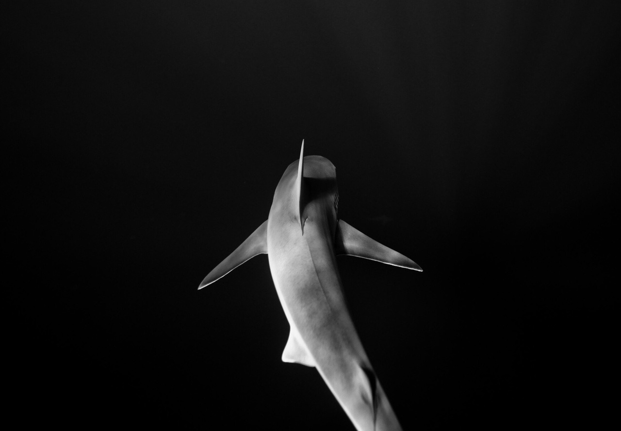 Archillect ID 101133