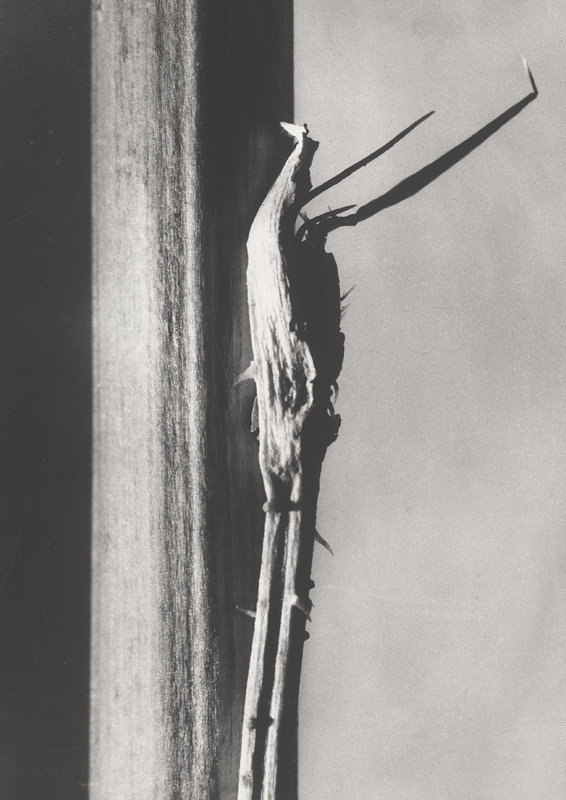 Archillect ID 101297