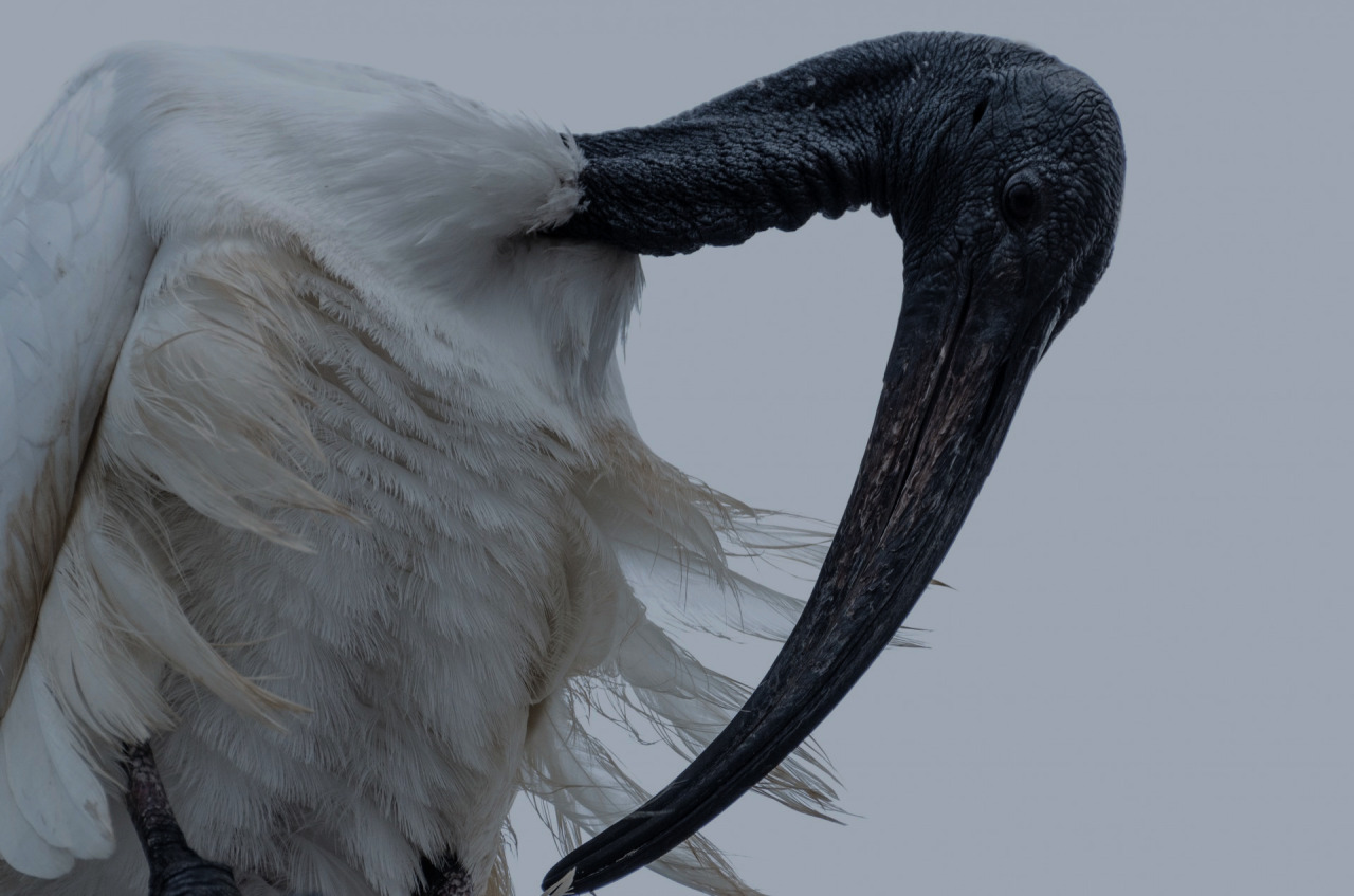 Archillect ID 106015