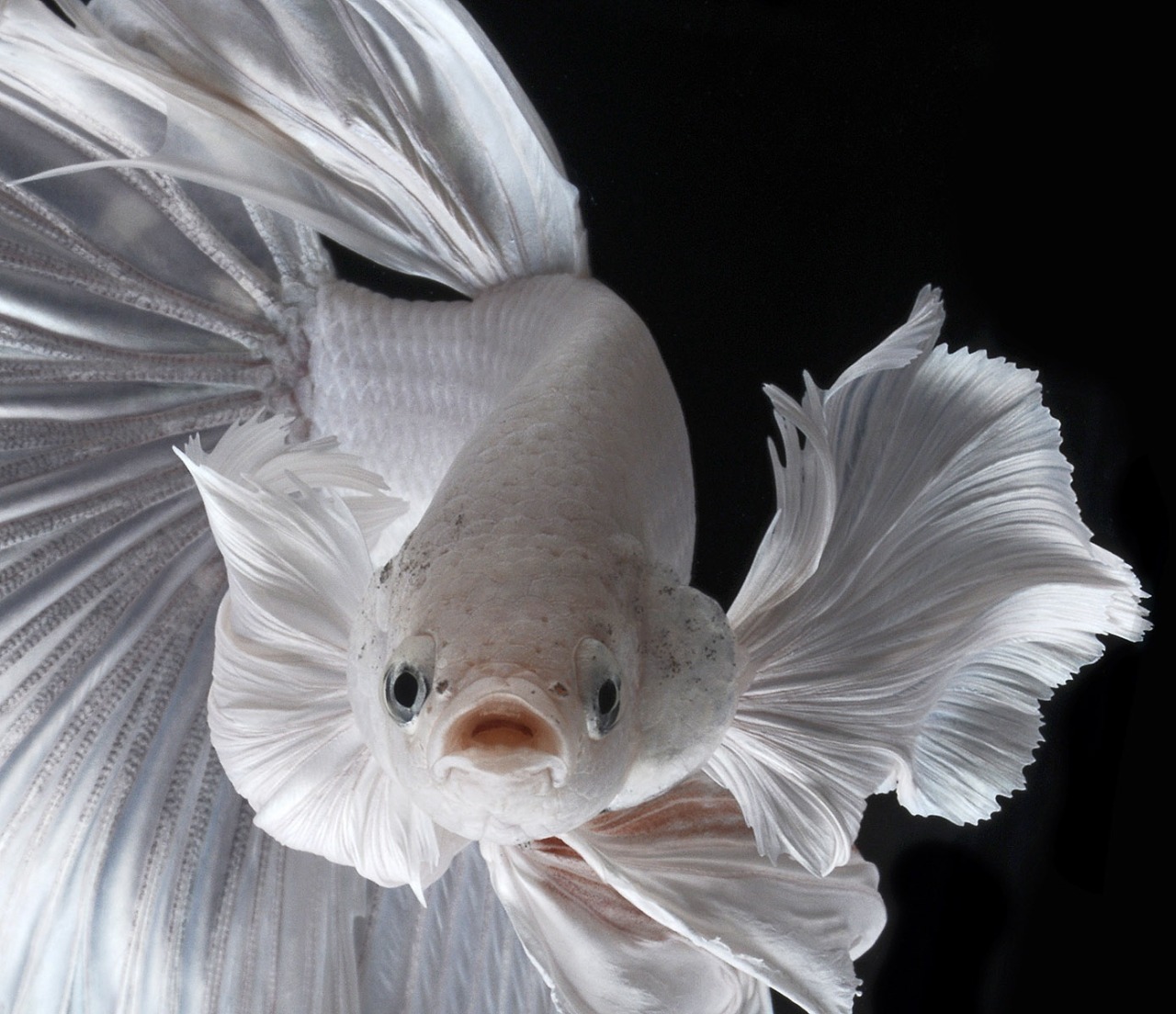 Archillect ID 107730