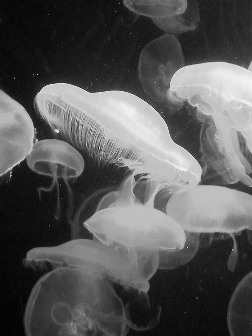 Archillect ID 111137