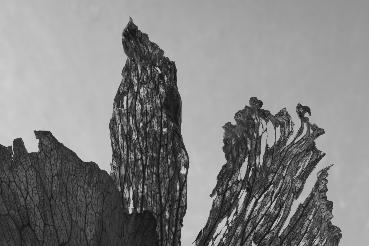 Archillect ID 114407